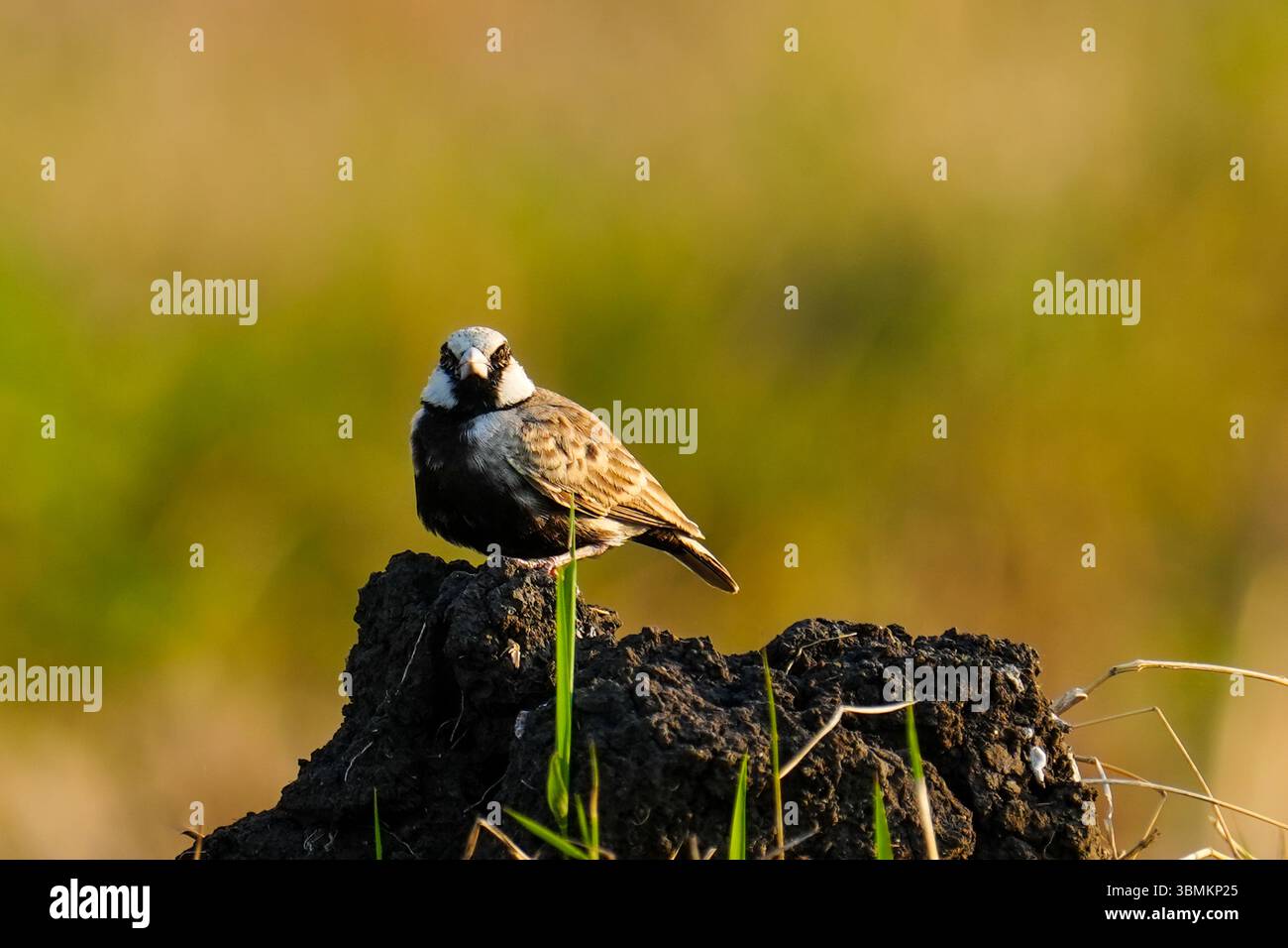 Ein kleiner Ashy-gekrönter Sparrow-Lark (Eremopterix griseus) thront auf einem Erdhügel in einem Reisfeld. Stockfoto