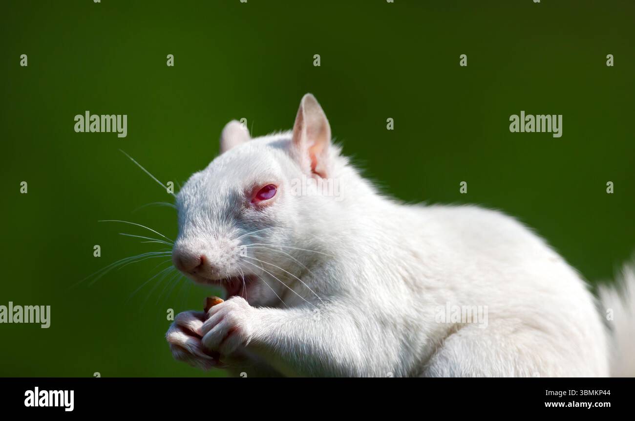 Ein Nahporträt eines albinograuen Eichhörnchens mit markantem weißem Fell und rosa Augen, das Nüsse isst, UK. Stockfoto