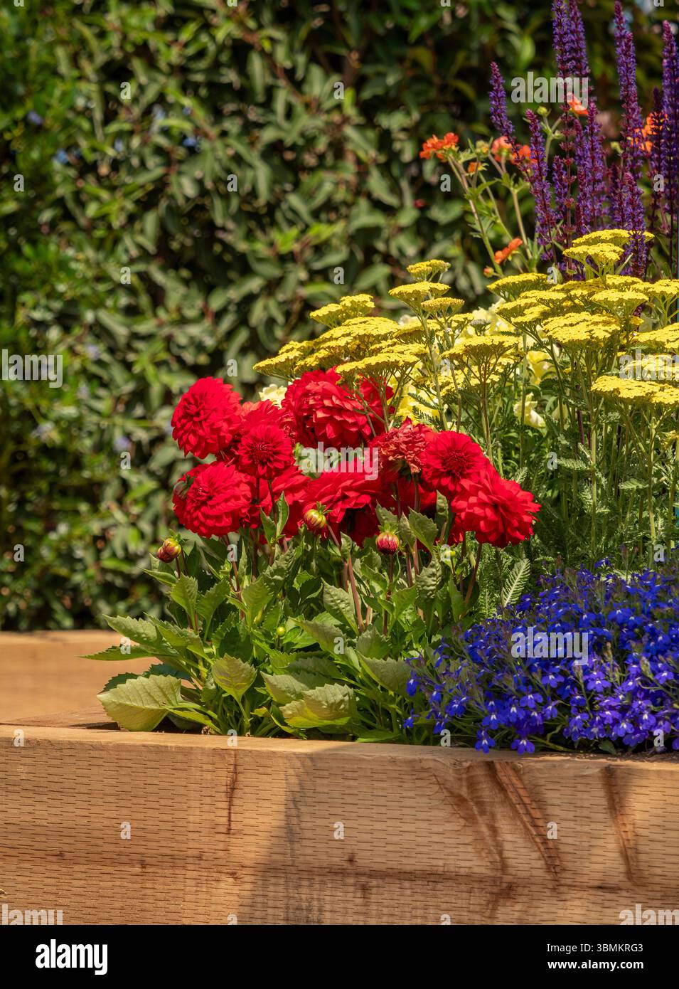 Rote Dahlia, gelbe Achillea und blaue Lobelia in einem bewaldeten Hochbeet in einem britischen Garten. Stockfoto