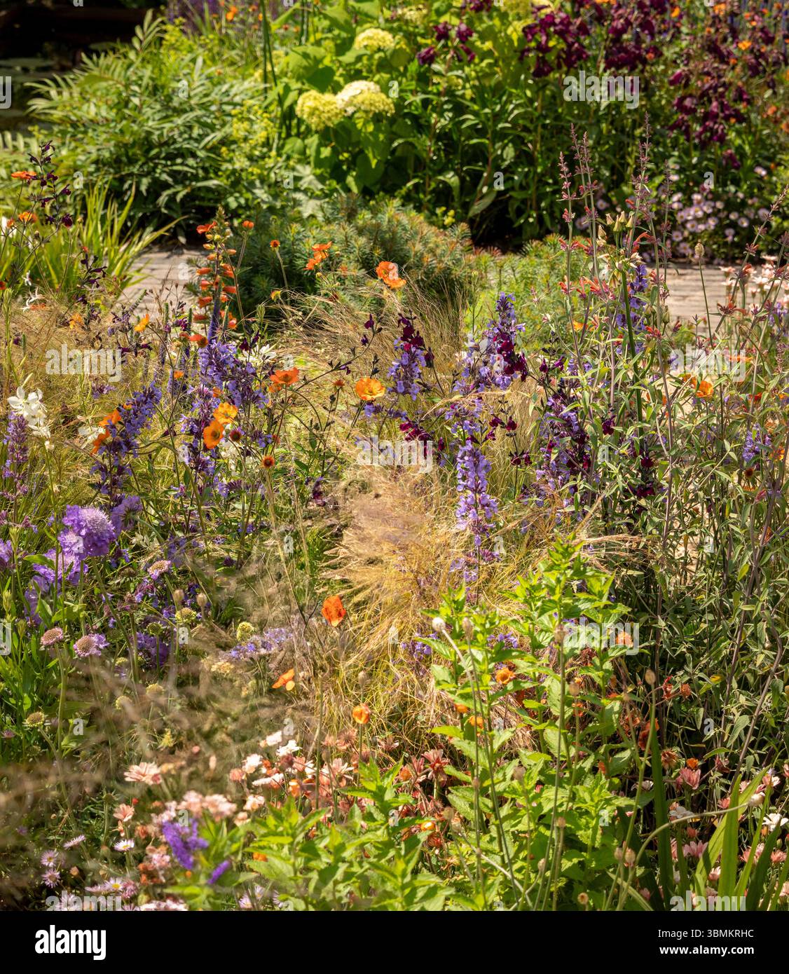 Ein violettes und oranges Pflanzschema in einem britischen Garten an einem sonnigen Sommertag. Stockfoto