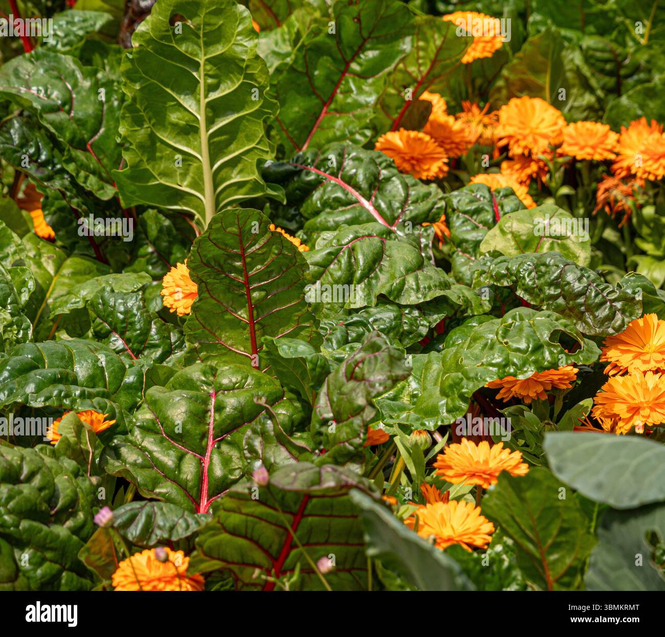 Begleitpflanzung: Mangold mit Ringelblumen im Garten. UKL Stockfoto