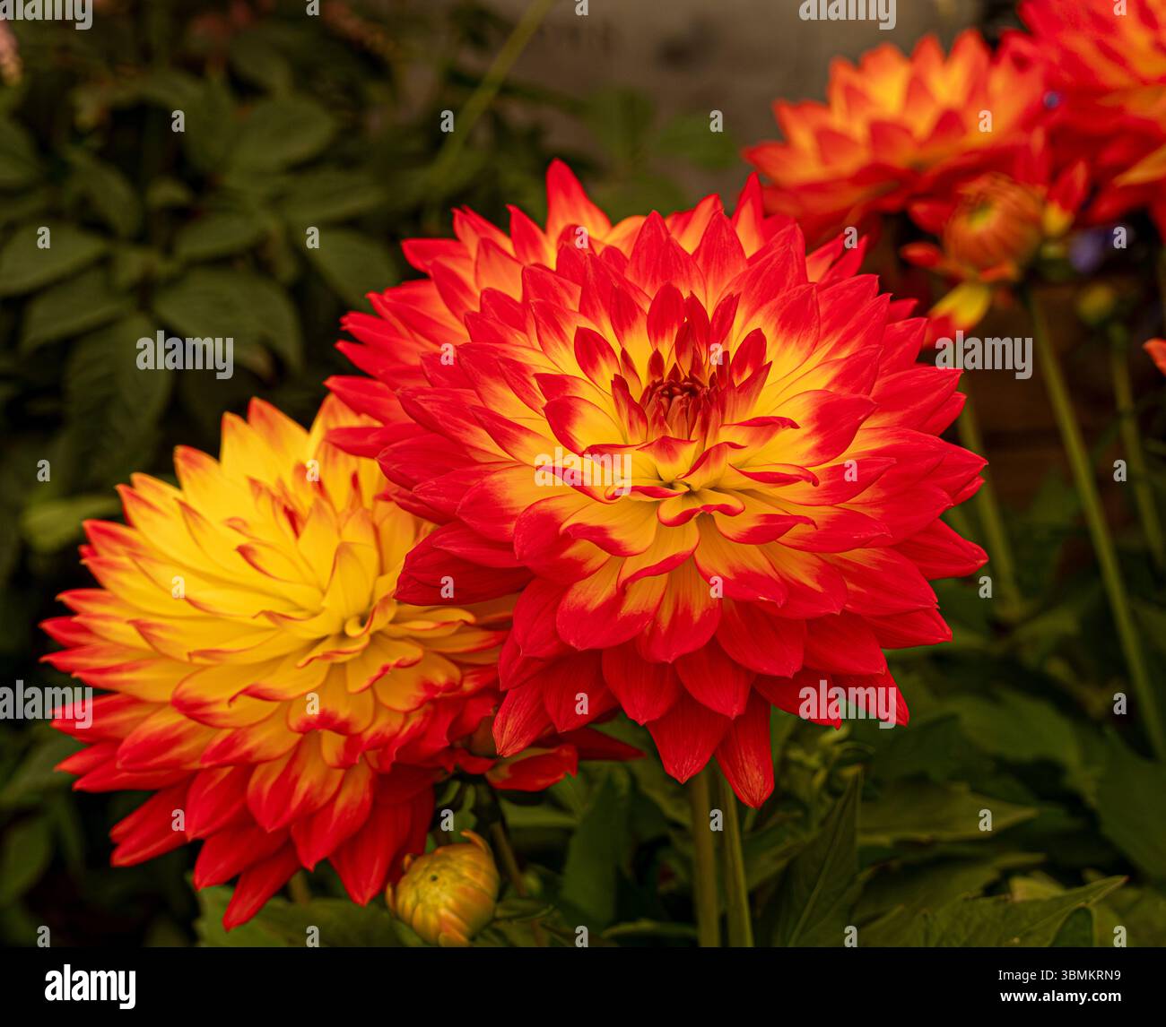 Nahaufnahme von Dahlia „Fun Flame“ auf einer Blumenshow. Stockfoto