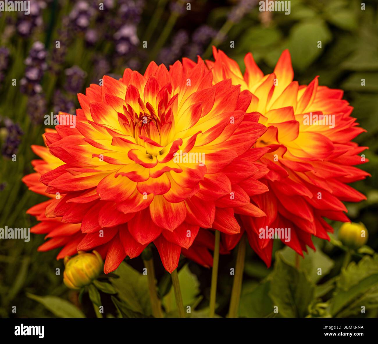Nahaufnahme von Dahlia „Fun Flame“ auf einer Blumenshow. Stockfoto