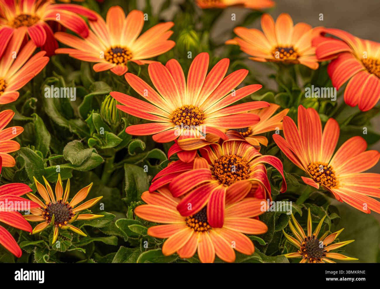 Nahaufnahme der orangen Blüten von Osteospermum Coral Magic auf einer Blumenausstellung. Stockfoto