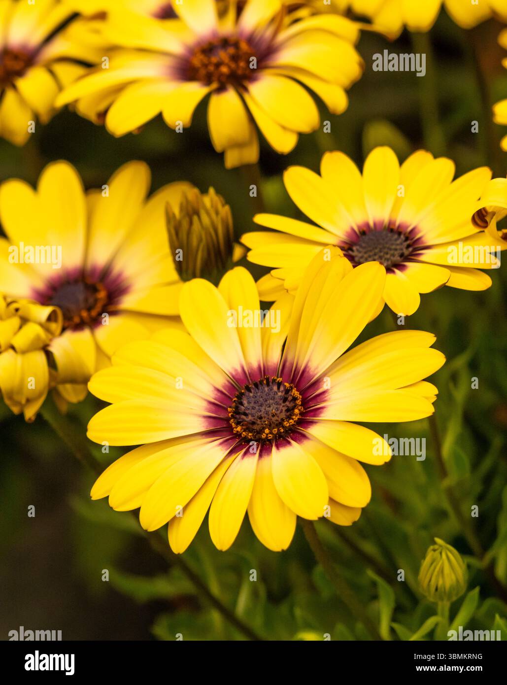 Nahaufnahme der gelben Blüten von Osteospermum Blue Eyed Beauty. Stockfoto