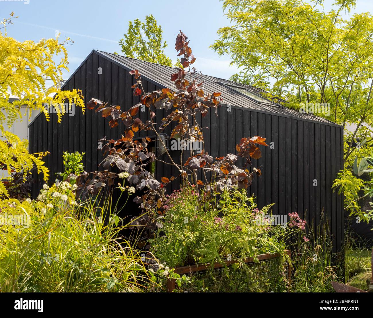 Moderner schwarzer Gartenschuppen mit Holz nach der traditionellen japanischen Shou sugi Ban-Methode, umgeben von üppigem Laub. Stockfoto