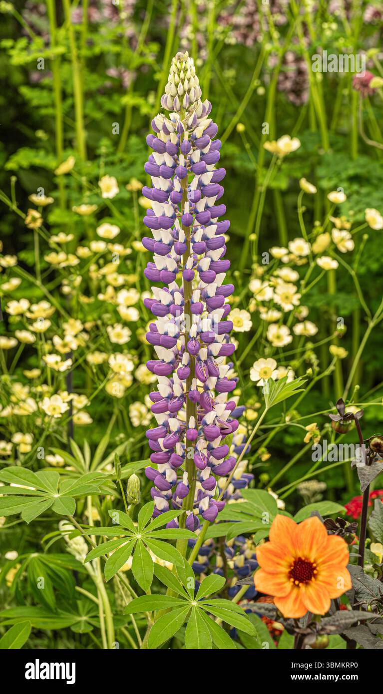 Violette und weiße Blume von Lupinus „The Governor“ im Blumenmaquee der Gardeners' World Live im NEC in Birmingham Stockfoto