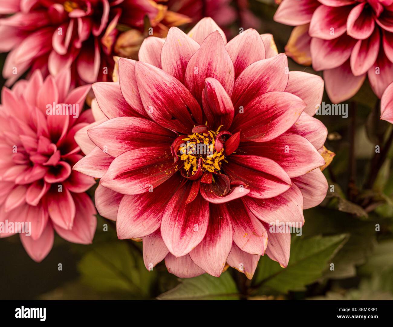 Dahlia „Chocolate Rose“ in voller Blüte, mit satten burgunderroten und rosa Blüten. Stockfoto