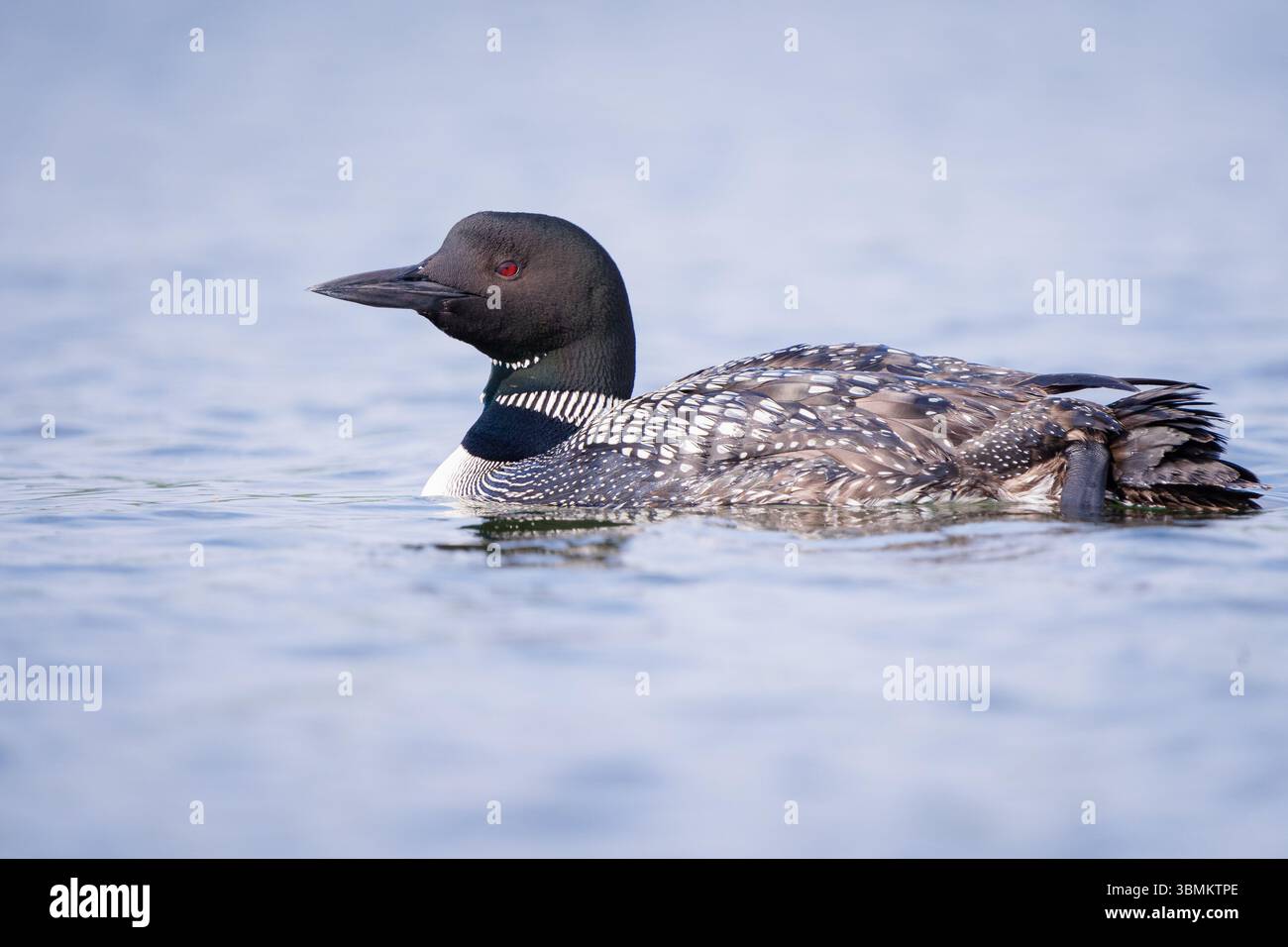 Ein gemeiner Seetaucher, der auf einem See schwimmt, das Sonnenlicht hebt seine schönen Federn hervor. Stockfoto