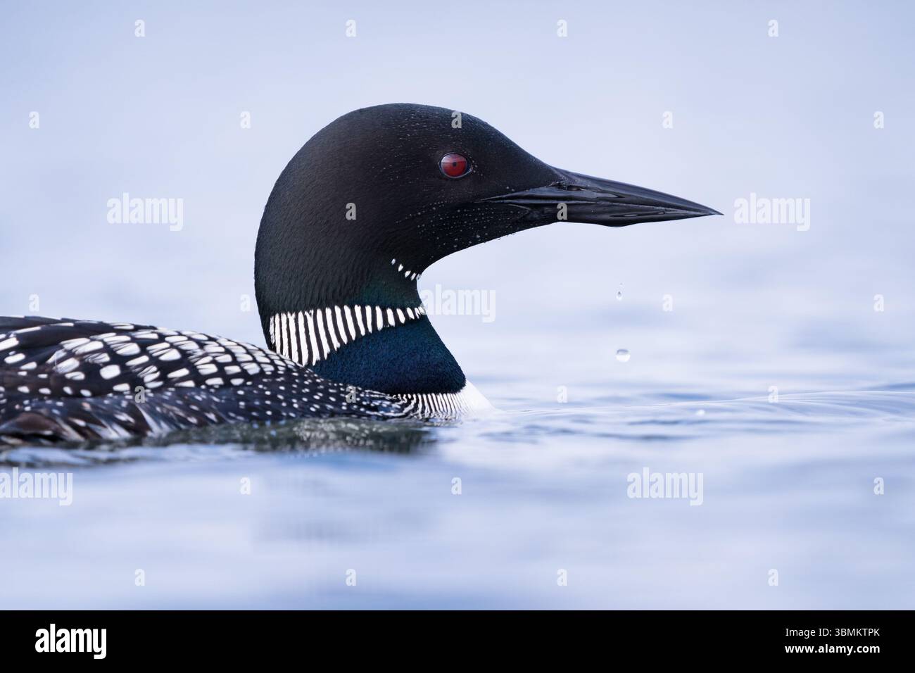 Ein Nahaufnahme-Porträt eines Loons, das seinen scharfen Schnabel und seine schönen roten Augen hervorhebt. Stockfoto
