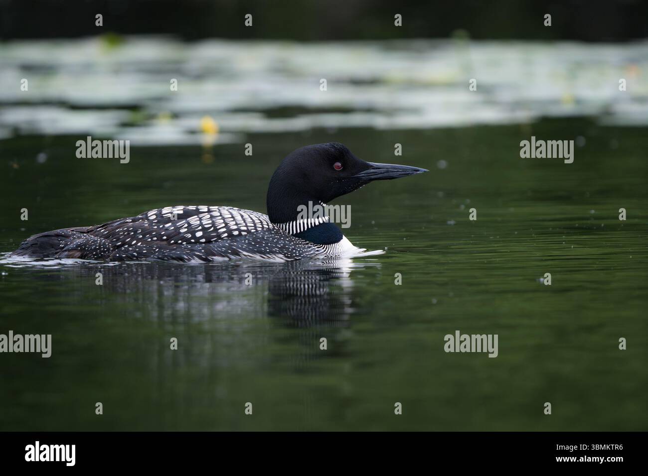 Ein wunderschönes Porträt eines Lons, der auf einem ruhigen Teich gleitet. Stockfoto