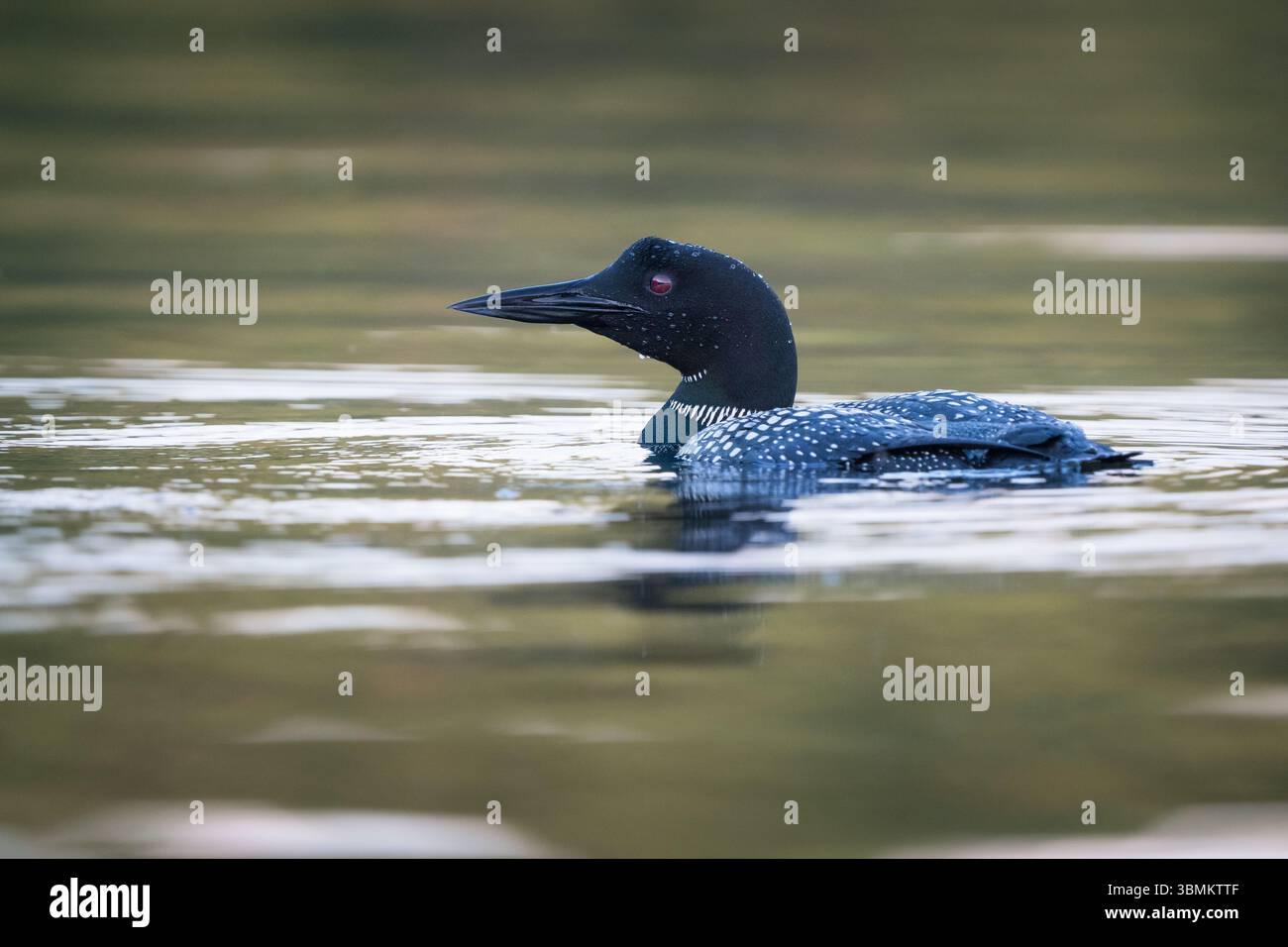 Ein gemeiner Loon jagt einen See, der von der untergehenden Sonne mit Gold getönt wird. Stockfoto