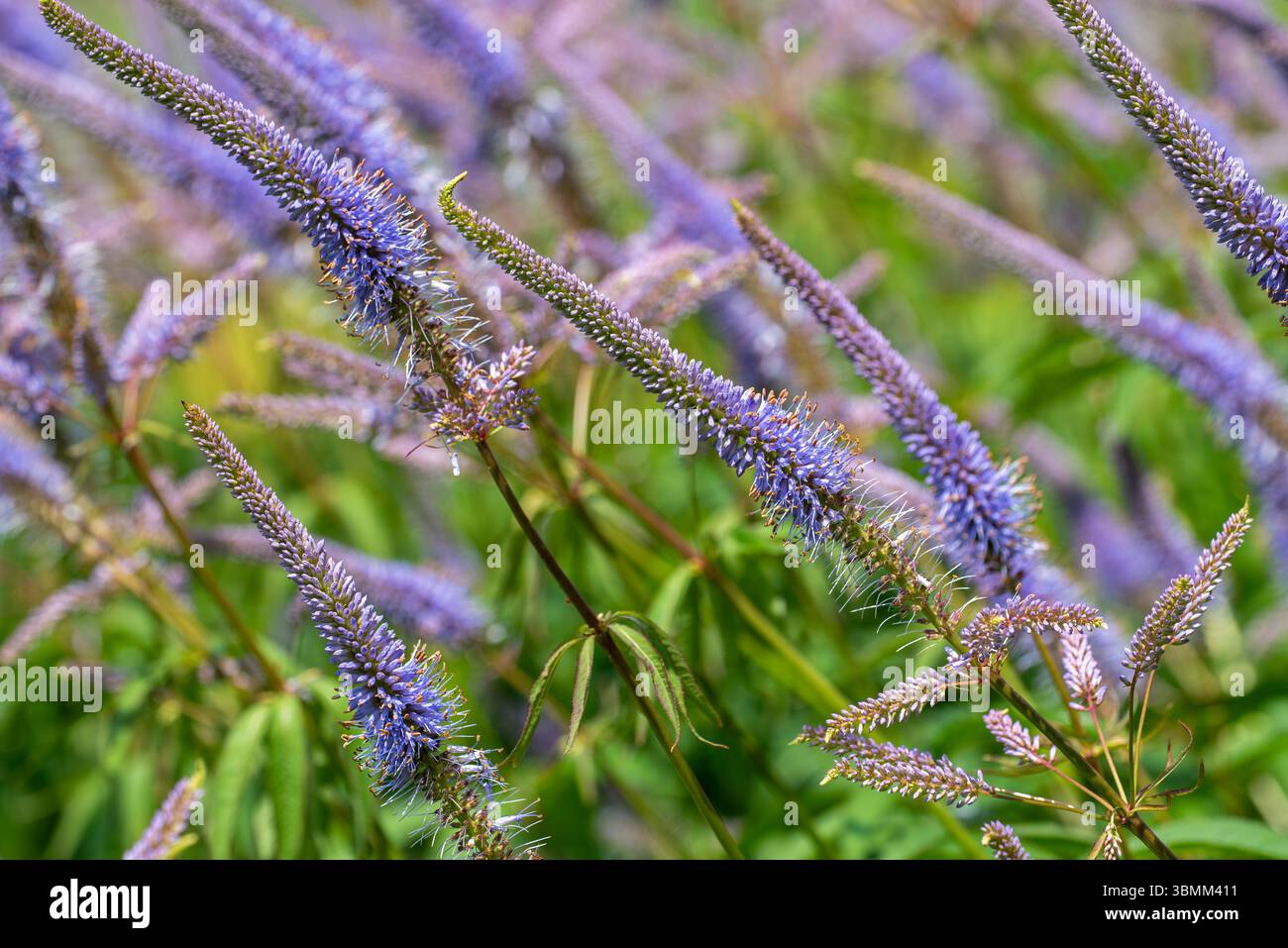 Culver-Wurzel / schwarze Wurzel (Veronicastrum virginicum / Leptandra virginica) im Garten, heimisch im Osten der Vereinigten Staaten und im Südosten Kanadas Stockfoto