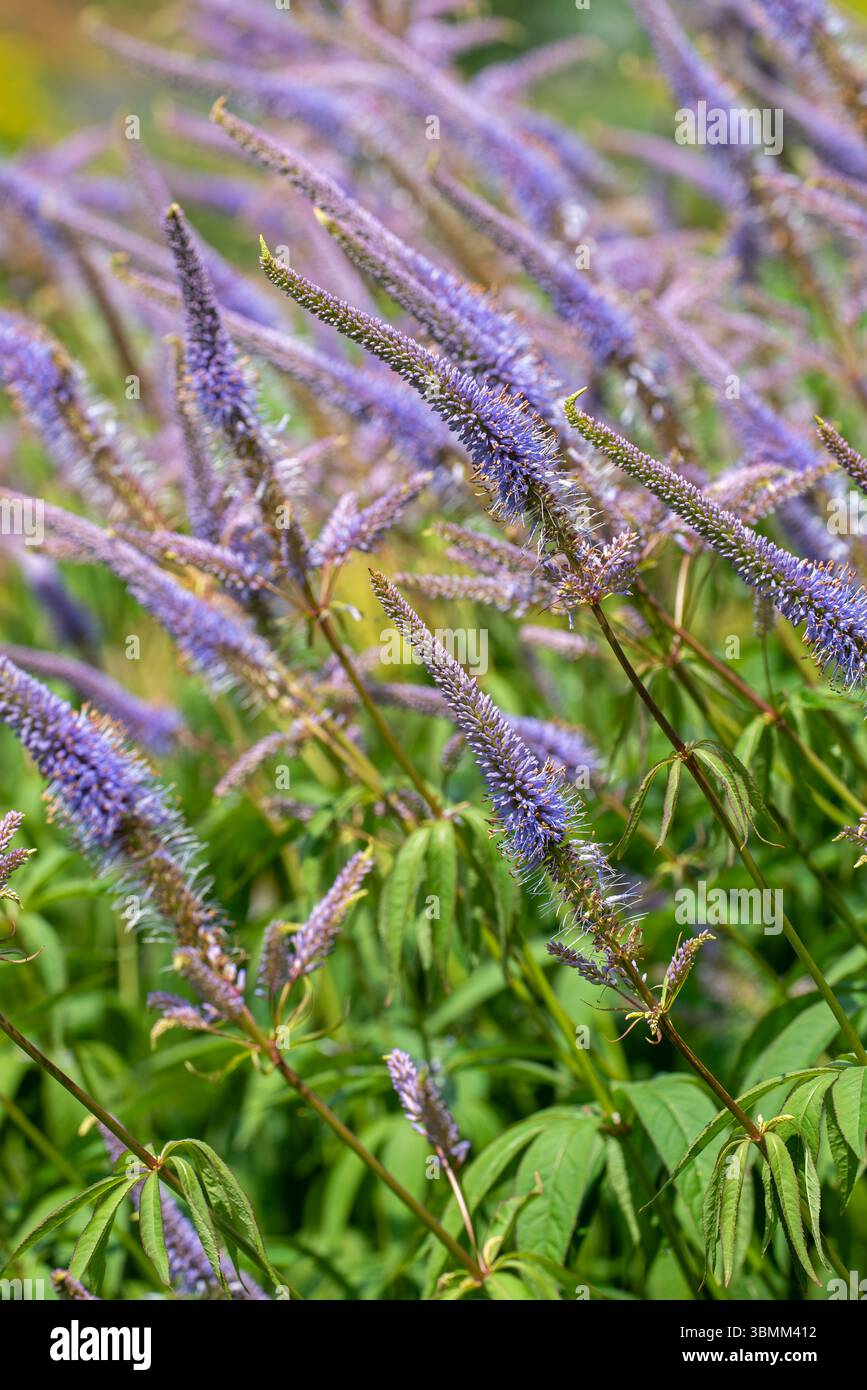 Culver-Wurzel / schwarze Wurzel (Veronicastrum virginicum / Leptandra virginica) im Garten, heimisch im Osten der Vereinigten Staaten und im Südosten Kanadas Stockfoto