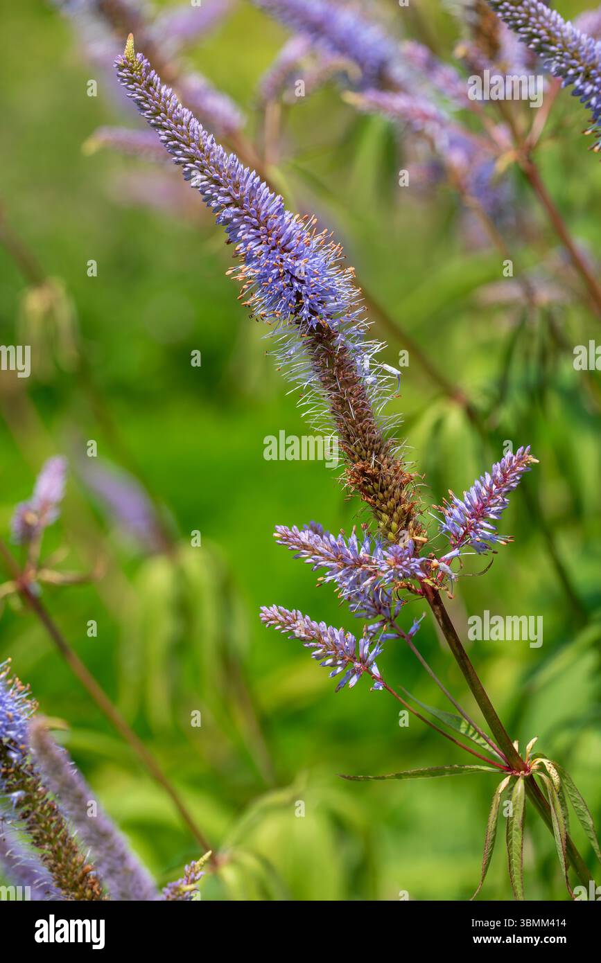 Culver-Wurzel / schwarze Wurzel (Veronicastrum virginicum / Leptandra virginica) im Garten, heimisch im Osten der Vereinigten Staaten und im Südosten Kanadas Stockfoto