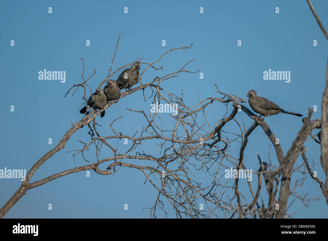 Grauvogel (Crinifer concolor), auch bekannt als Grey lourie, thront auf einem Baum im Okavango-Delta in Botswana. Stockfoto