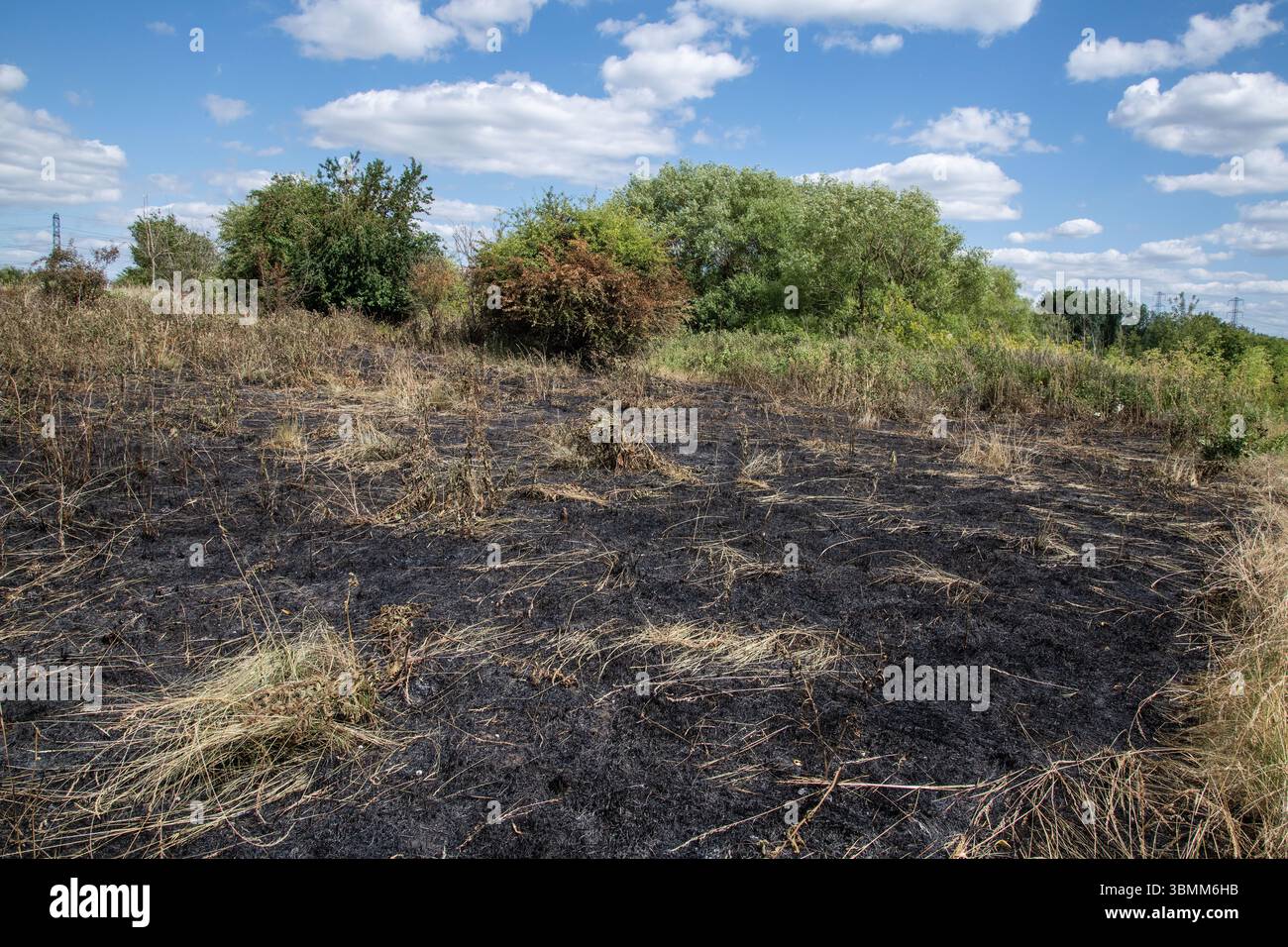 Verbranntes Gras in Rammey Marsh, Enfield, London, nach Waldbränden. Verkohlter Boden zeigt die Folgen extremer Hitze- und Feuerschäden. Stockfoto