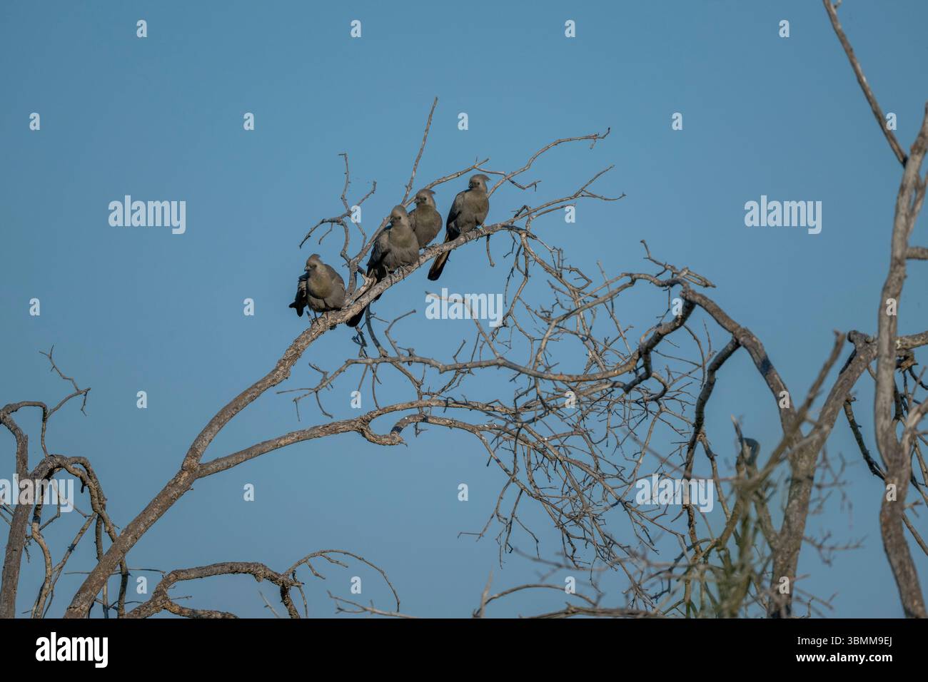 Grauvogel (Crinifer concolor), auch bekannt als Grey lourie, thront auf einem Baum im Okavango-Delta in Botswana. Stockfoto