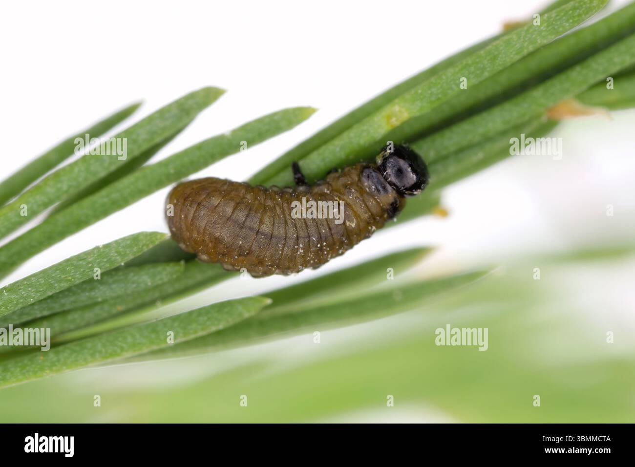 Larven des gefleckten Spargelkäfers (Crioceris duodecimpunctata) auf Spargel. Schädling von angebautem Gemüse. Stockfoto