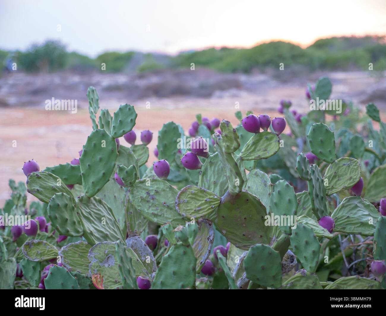 Opuntialfrucht oder Kaktusfrucht aus Veilchenopuntien, die im Freien am Mittelmeer in Ayia Napa, Zypern, wächst. Stockfoto