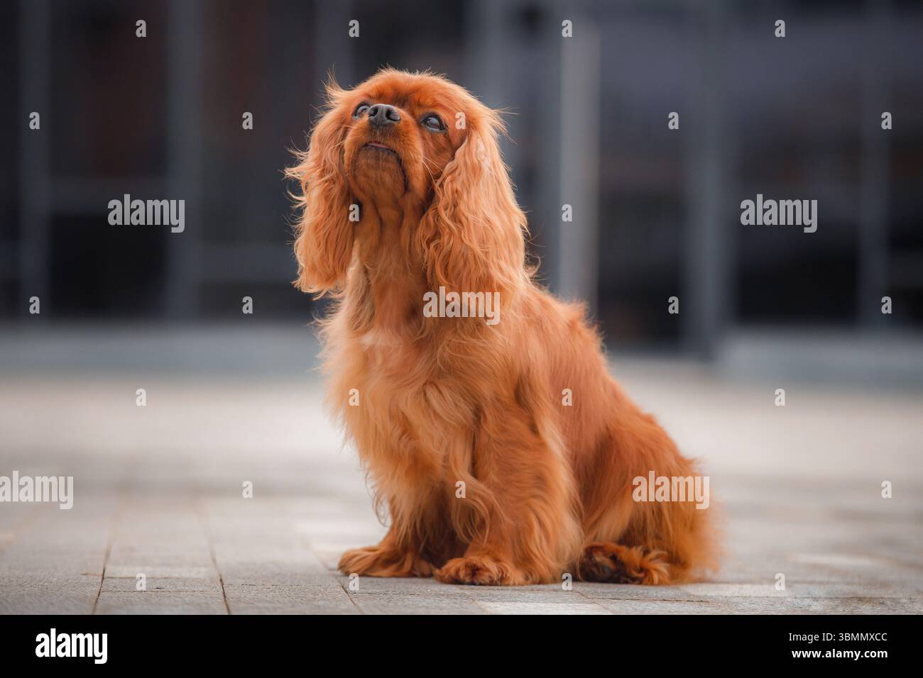 Rotes Spaniel-Porträt mit elegantem wellenförmigem Mantel, urbanem Pflasterhintergrund. Stockfoto