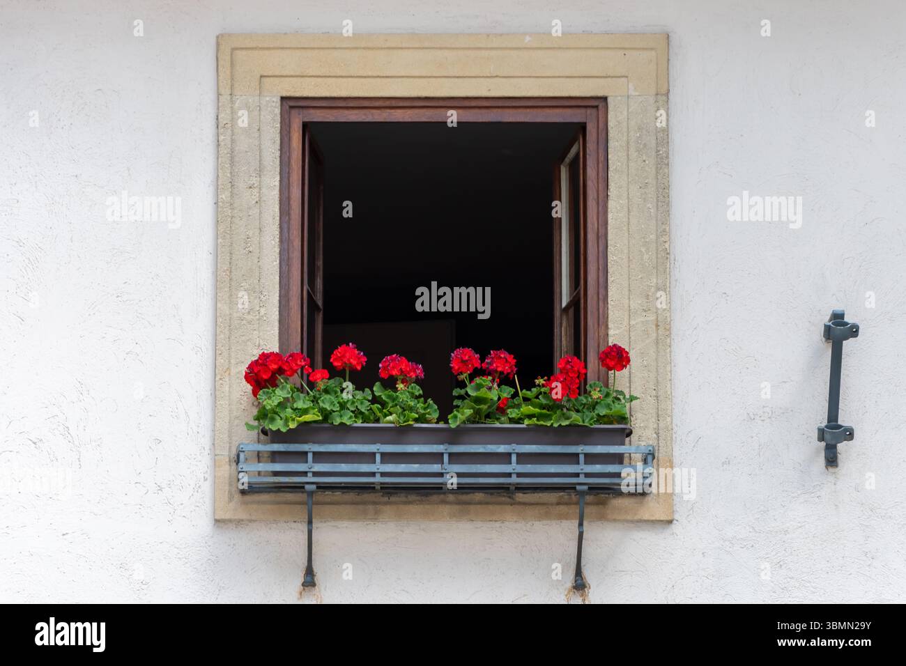 Ein offenes Fenster mit einem Topf mit roten Geranien an einer hellen Wand. Ein gemütliches und lebendiges Element europäischer Architektur Stockfoto