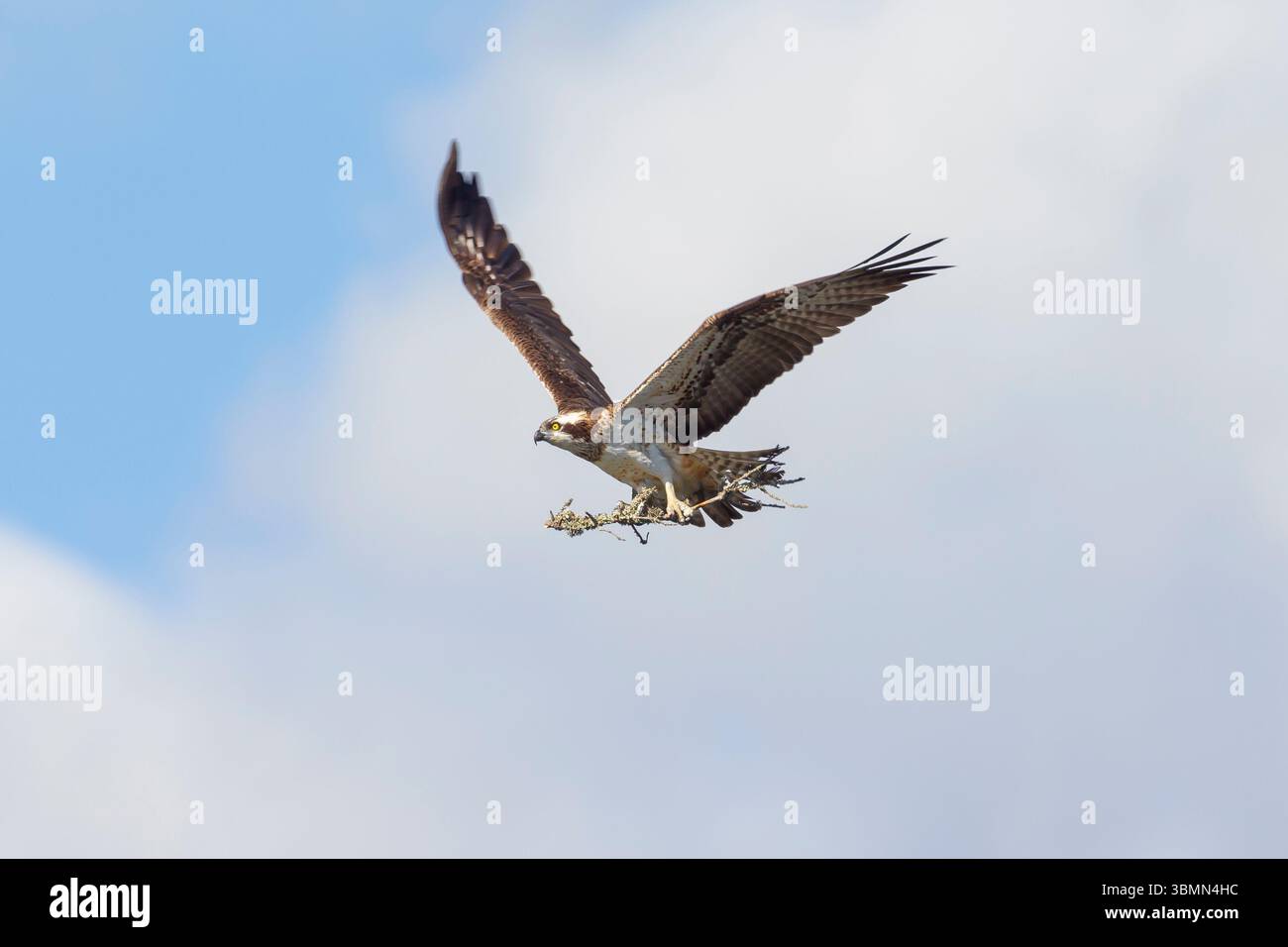 Osprey, Pandion haliaetus, adulter Adler mit Nistmaterial, Schweden Stockfoto