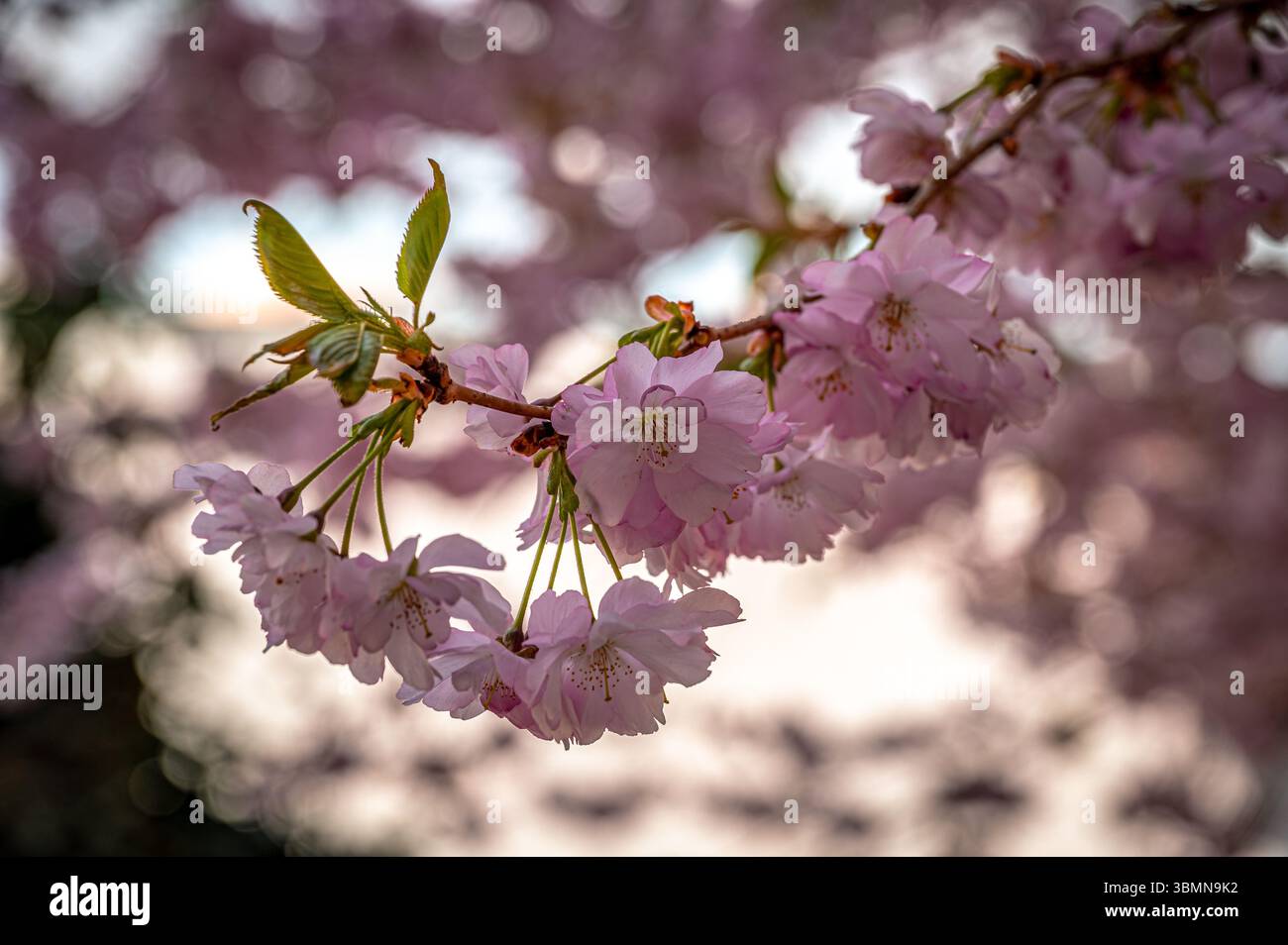 Ein Zweig voller rosafarbener Kirschblüten (Prunus cerasus), umgeben von diffusem Licht und weichem Hintergrund, Wernigerode, Sachsen-Anhalt, Deutschland Stockfoto