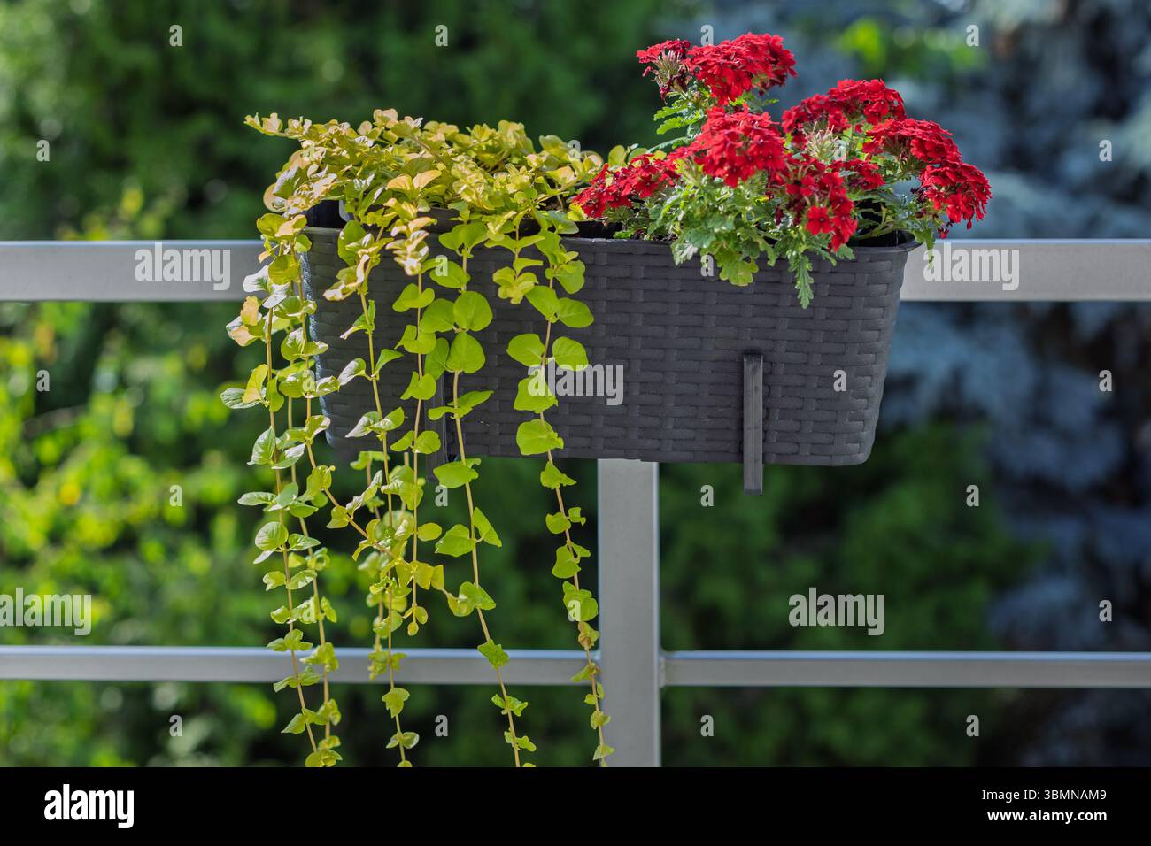 Balkonblume mit roten Blüten und Weinstöcken Stockfoto