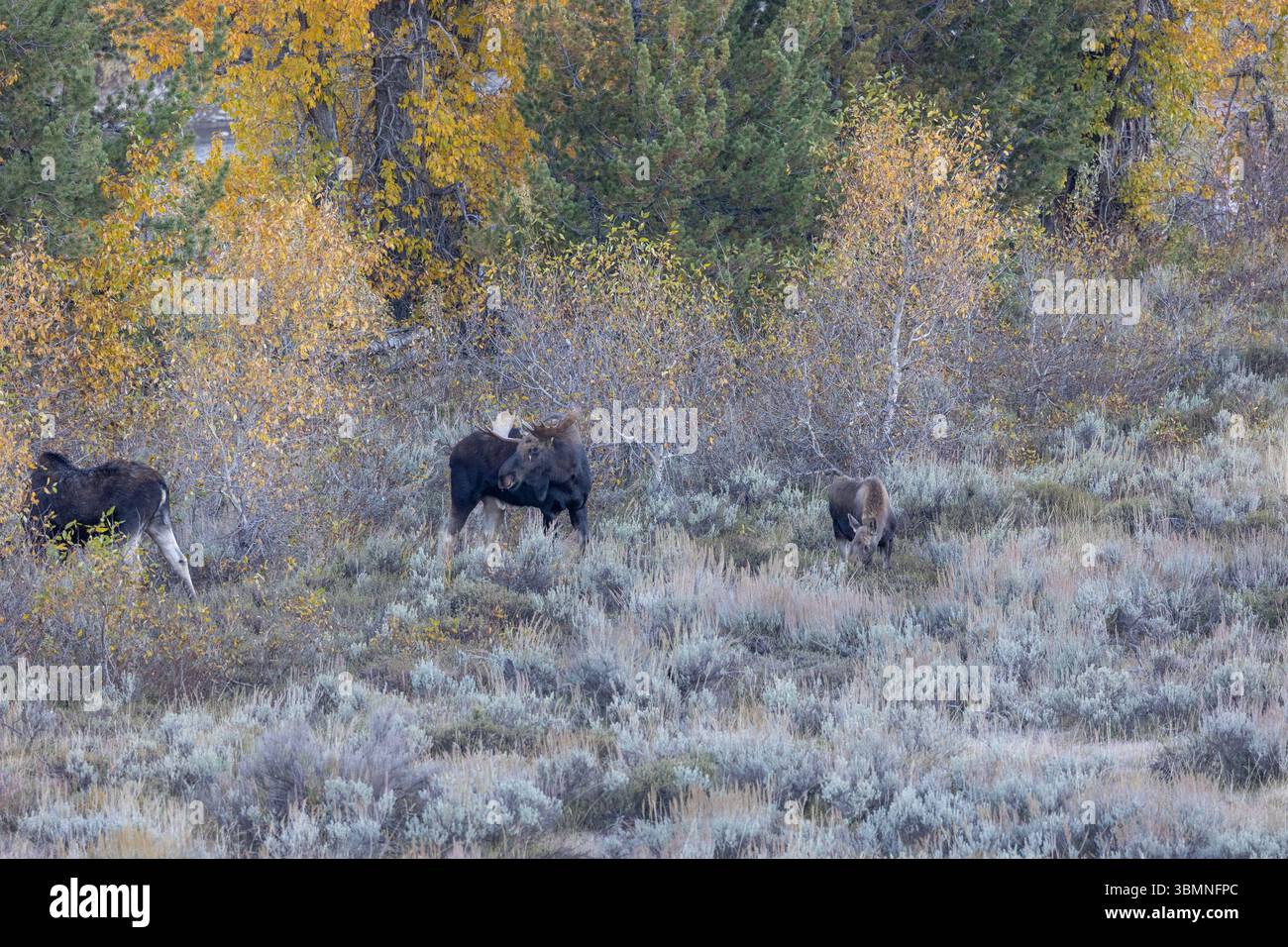 Männlich, weiblich und junge Elche auf einem Feld Stockfoto