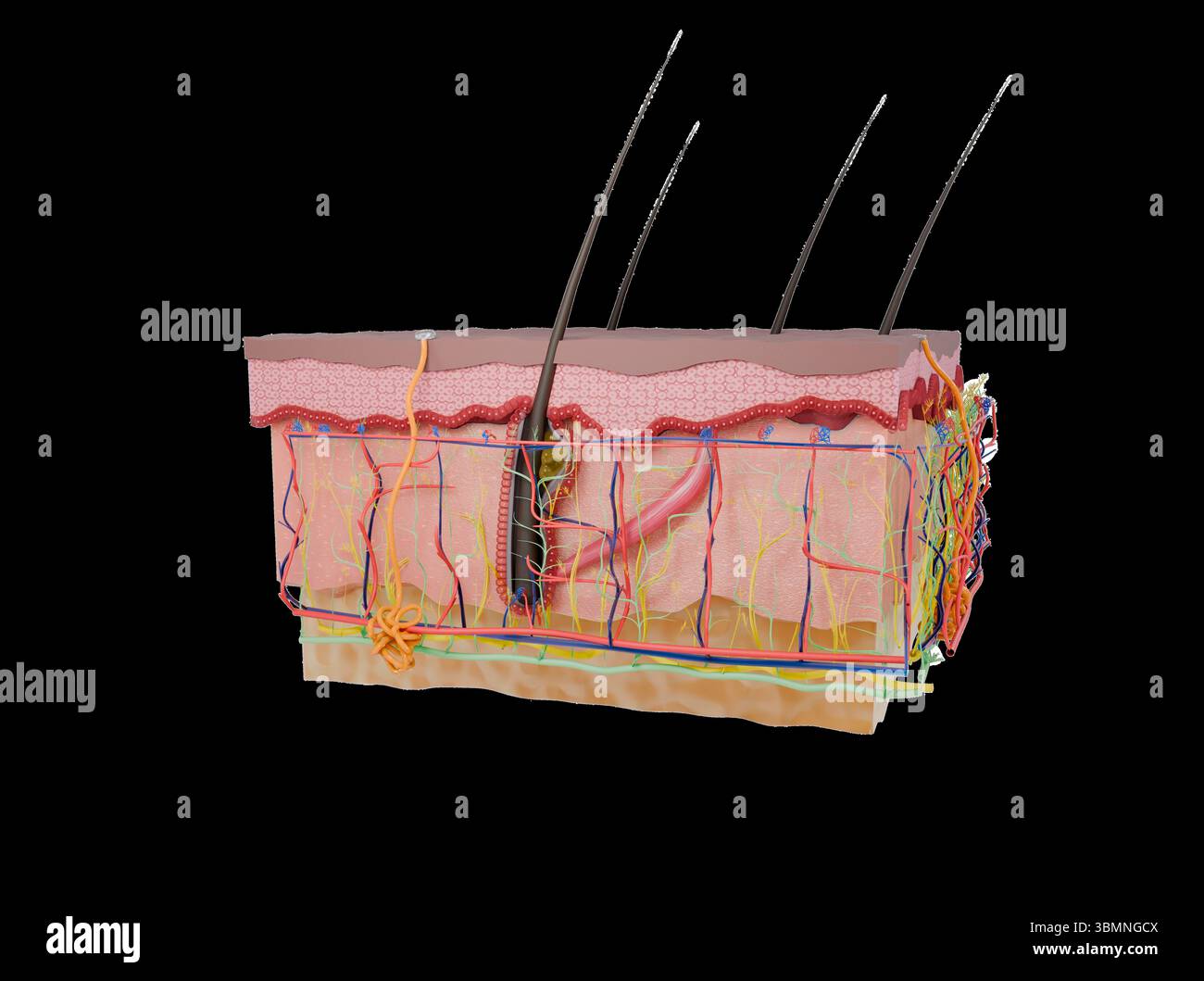 Darstellung eines Querschnitts der menschlichen Hautschichten einschließlich Epidermis, Dermis und Hypodermis. Stockfoto Darstellung eines Querschnitts der menschlichen Hautschichten einschließlich Epidermis, Dermis und Hypodermis. Stockfoto