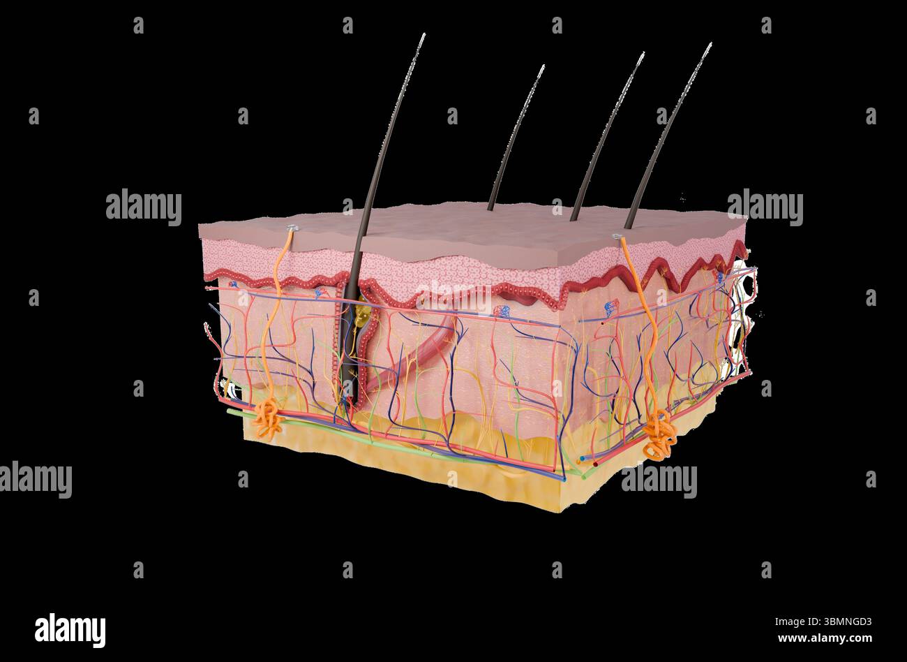 Darstellung eines Querschnitts der menschlichen Hautschichten einschließlich Epidermis, Dermis und Hypodermis. Stockfoto Darstellung eines Querschnitts der menschlichen Hautschichten einschließlich Epidermis, Dermis und Hypodermis. Stockfoto