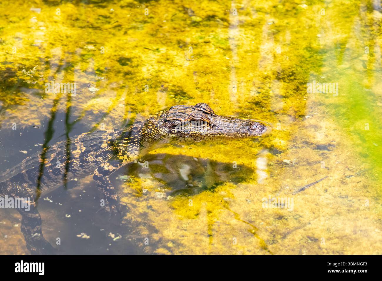 Der junge Florida-Alligator kühlt sich an einem heißen Sommertag ab Stockfoto