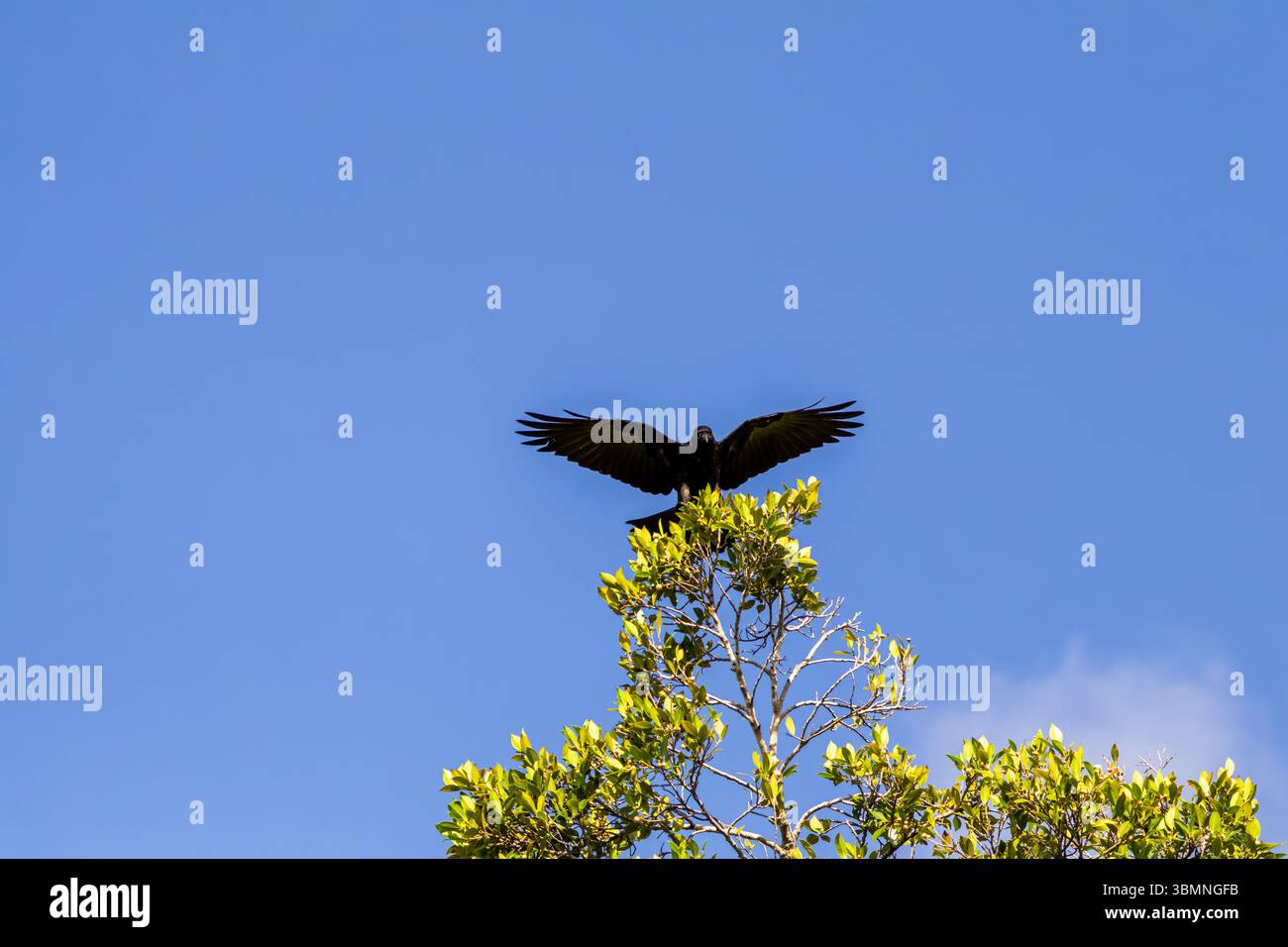 Rabe landet auf einem Baumgipfel mit voll ausgestreckten Flügeln. Stockfoto