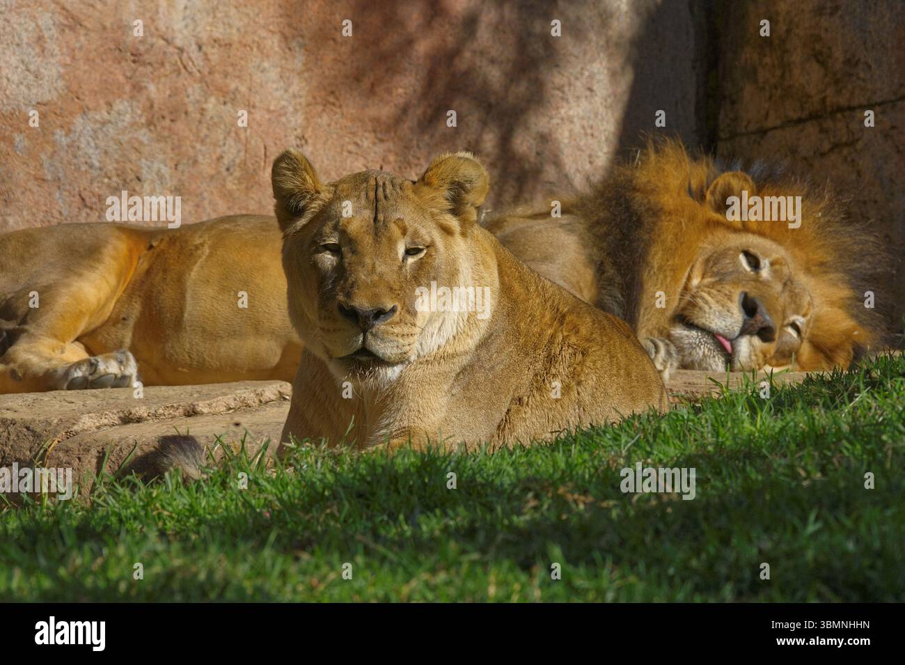 Löwen im San Diego Safari Park Stockfoto