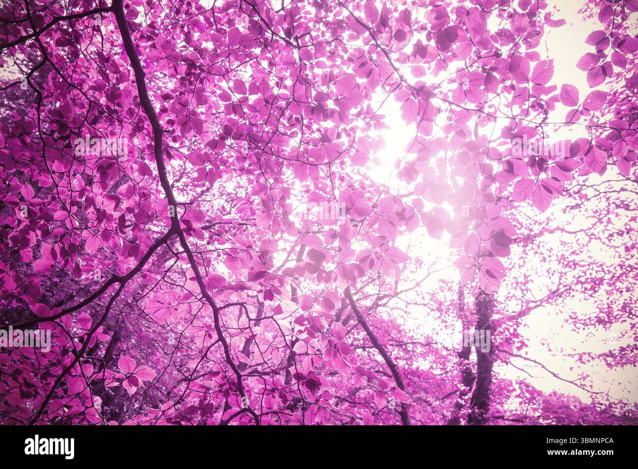 Lila Blätter auf einem Baum im Wald Stockfoto