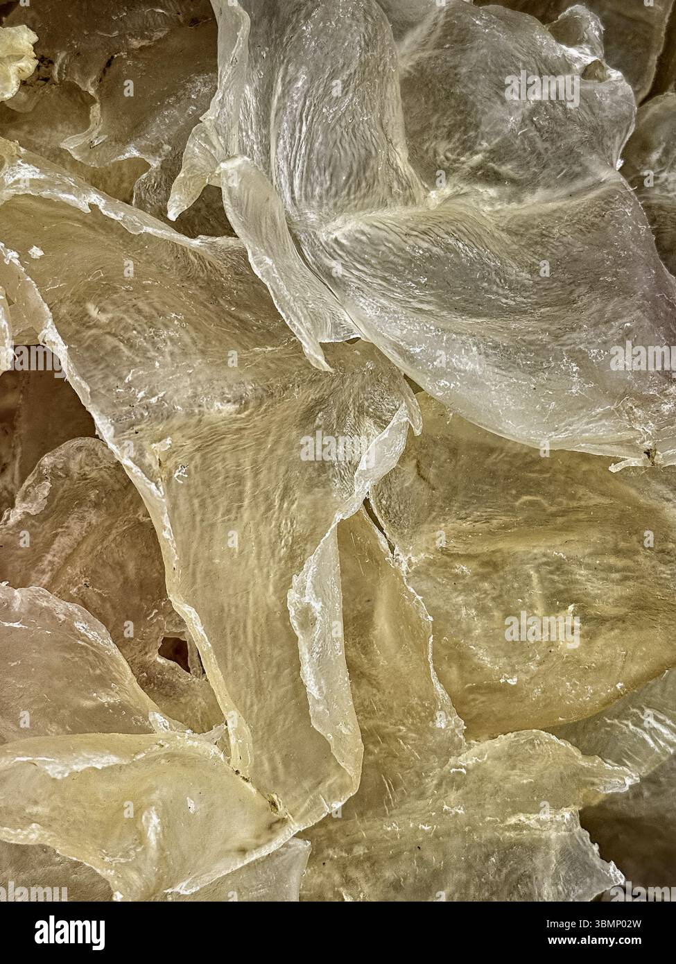 Chinesischer getrockneter Fisch, Kutteln. Die getrocknete Schwimmblase (auch Gasblase oder Luftblase genannt) bestimmter Fischarten, besonders groß auf Stockfoto