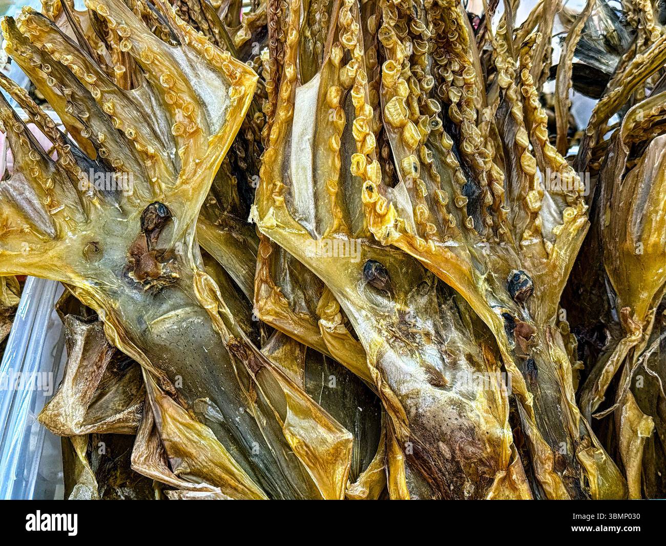 Chinesischer großer Tintenfisch zum Verkauf in einem Geschäft in Chinatown, San Francisco Stockfoto
