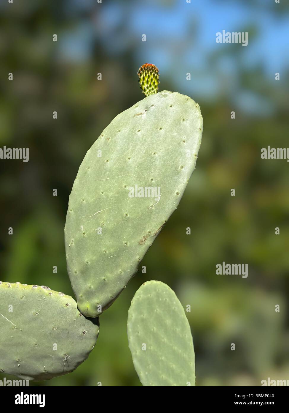 Feigenkaktus (Nopal) mit Parasiten Cochenille (Dactylopius Coccus  Stockfotografie - Alamy