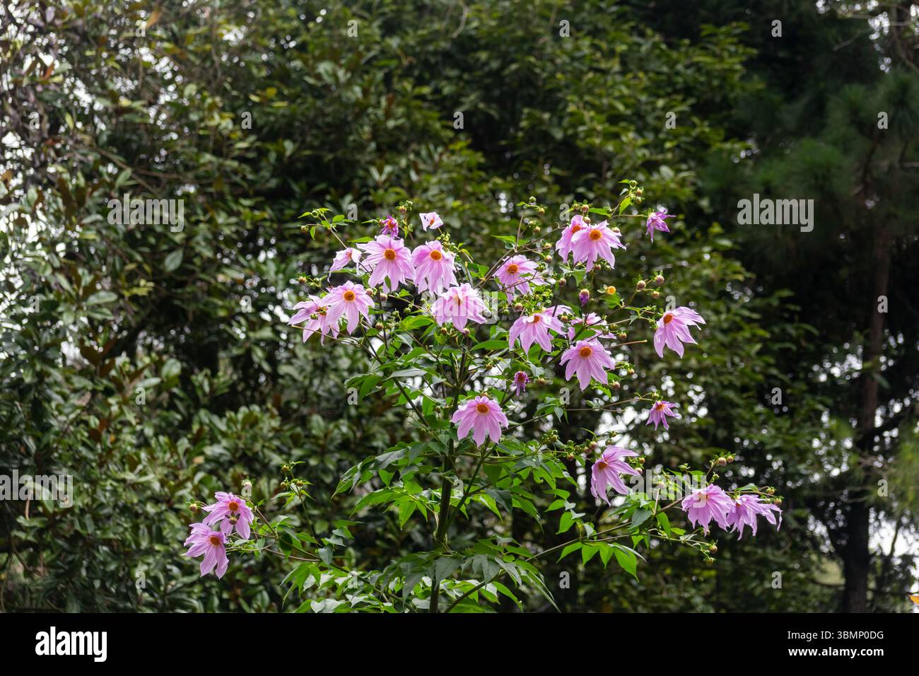 Im Bryant Park im Kodaikanal blühen leuchtend rosa Dahlia Imperialis Blüten inmitten sattem Grün Stockfoto
