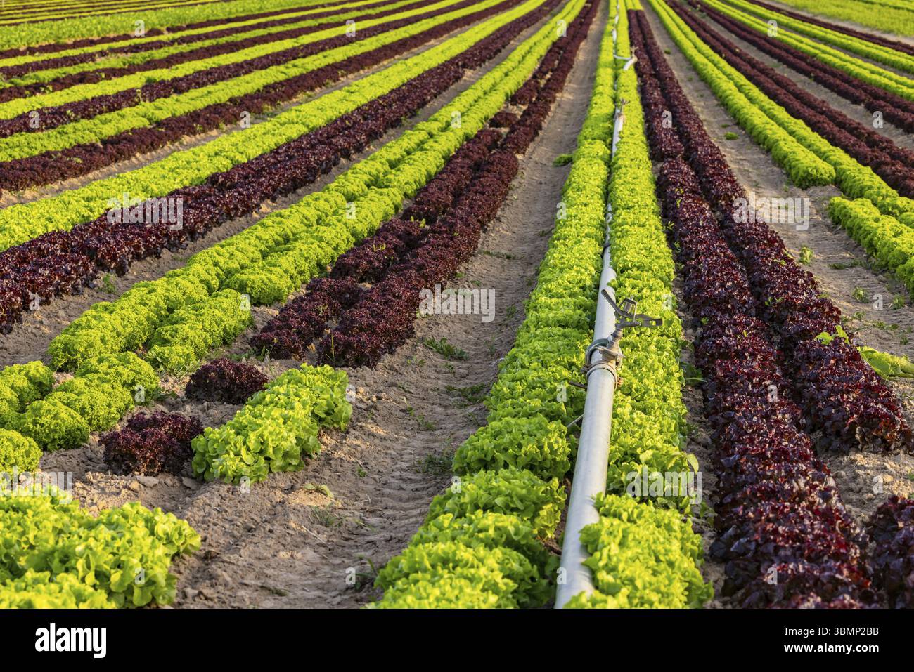 Lollo Rossa und Lollo Bionda Salat bis zum Horizont mit einem Rohr zur Bewässerung bei Dürre Stockfoto