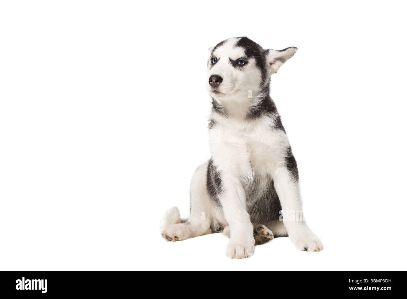 Sibirischer Husky Welpe isoliert auf weißem Hintergrund. Der Hund sitzt und schaut nicht in die Kamera Stockfoto