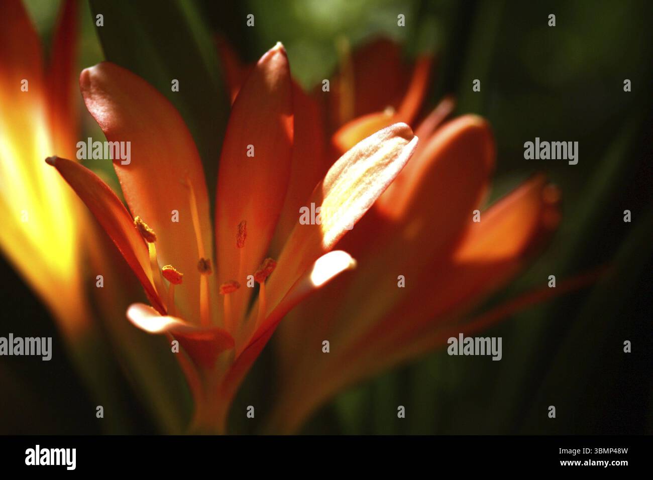 Clivia, Clivia, Blumenarten, Blumenorte, Blumen finden, Orange, Orange, Orange, Clivias, Clivienbluete, Clivienbluete, Zimmerpflanze, Begrüßung ca. Stockfoto