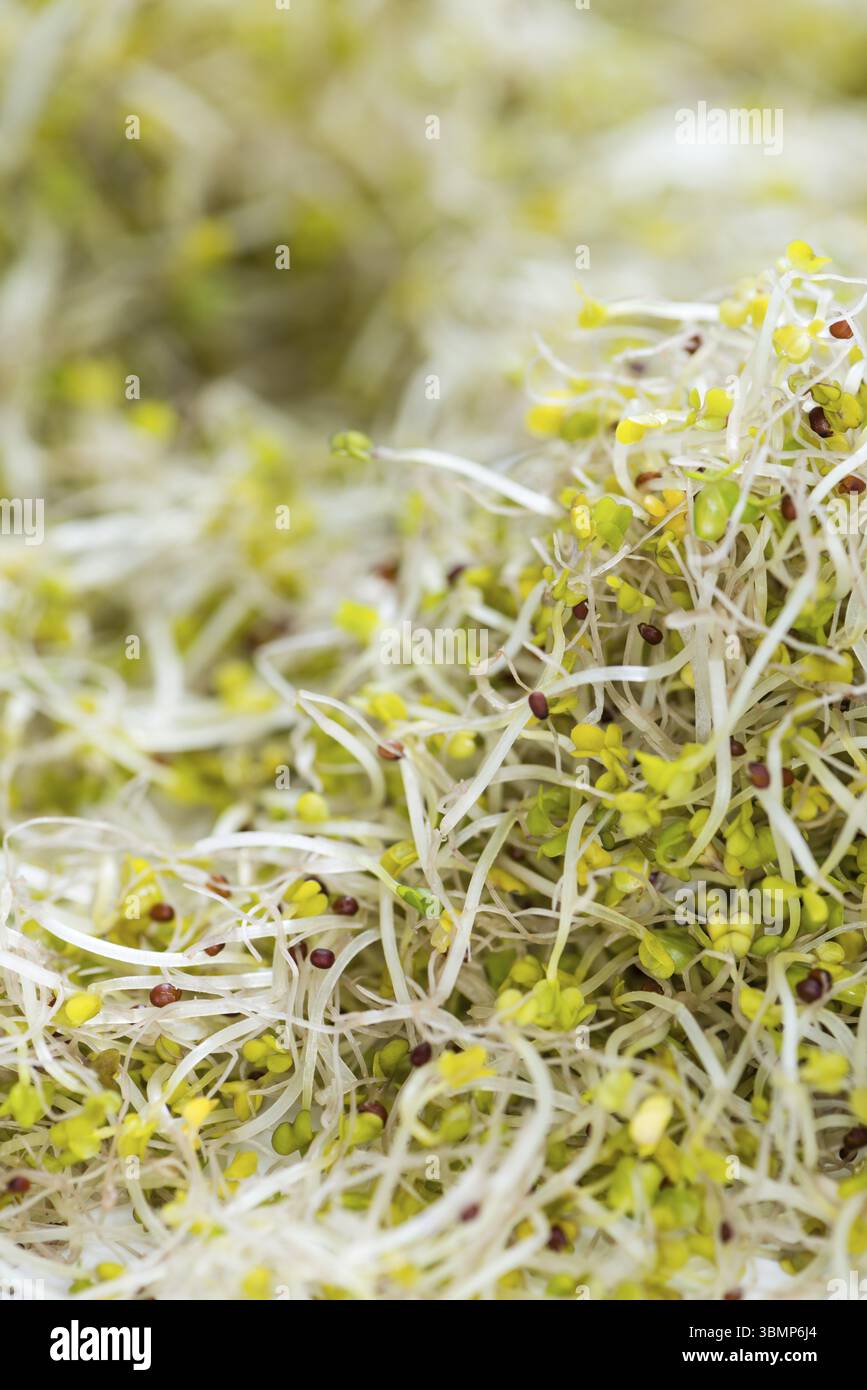 Portion frischer Brokkoli Rosenkohl als detaillierte Makroaufnahme Stockfoto