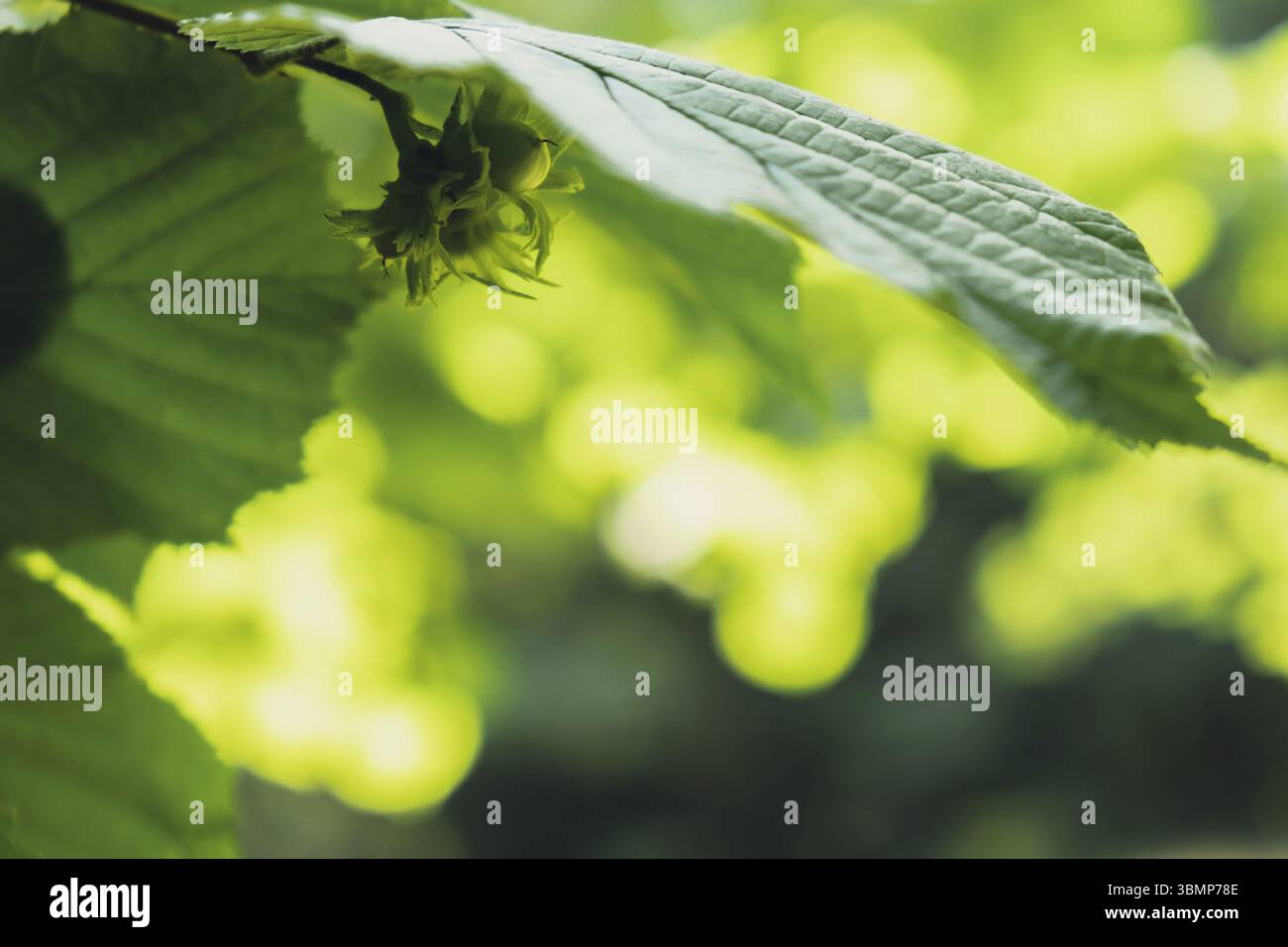 Große Haselnüsse wachsen im Wald auf grünem Busch. Nüsse Nahrung für das Gehirn, gesunde natürliche natürliche Bio wild geerntete Wild geerntet. Saisonales nachhaltiges Land Stockfoto