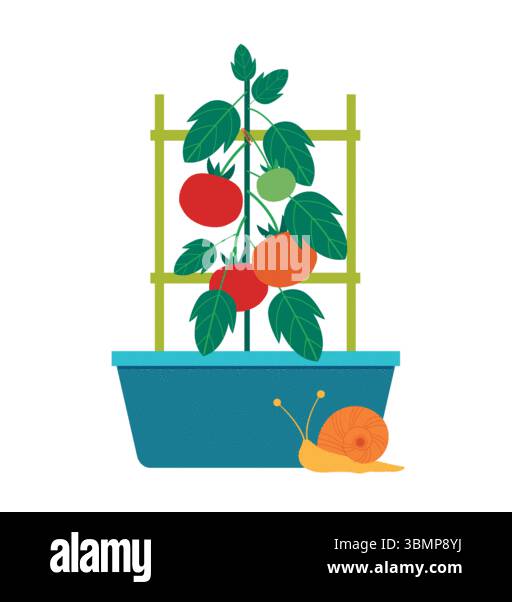 Reife Tomaten, die in Blumentöpfen angebaut werden. Selbstgewachsene Konzept-Vektor-Illustration. Stock Vektor Reife Tomaten, die in Blumentöpfen angebaut werden. Selbstgewachsene Konzept-Vektor-Illustration. Stock Vektor