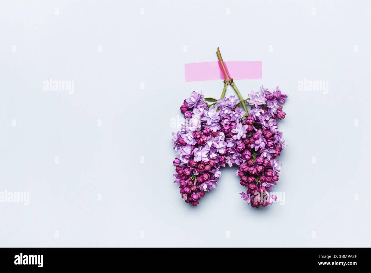 Lungen aus blühenden Fliederzweigen. Welttuberkulosetag oder Weltlungentag, Kopierbereich Stockfoto