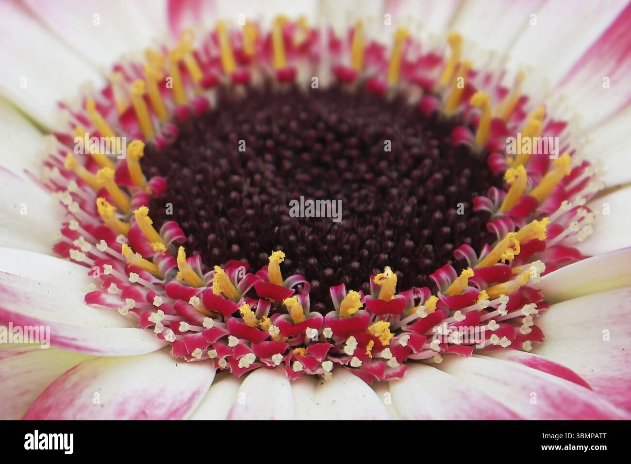 Makro eines rosa-weißen Gerbera Daisy Zentrums Stockfoto