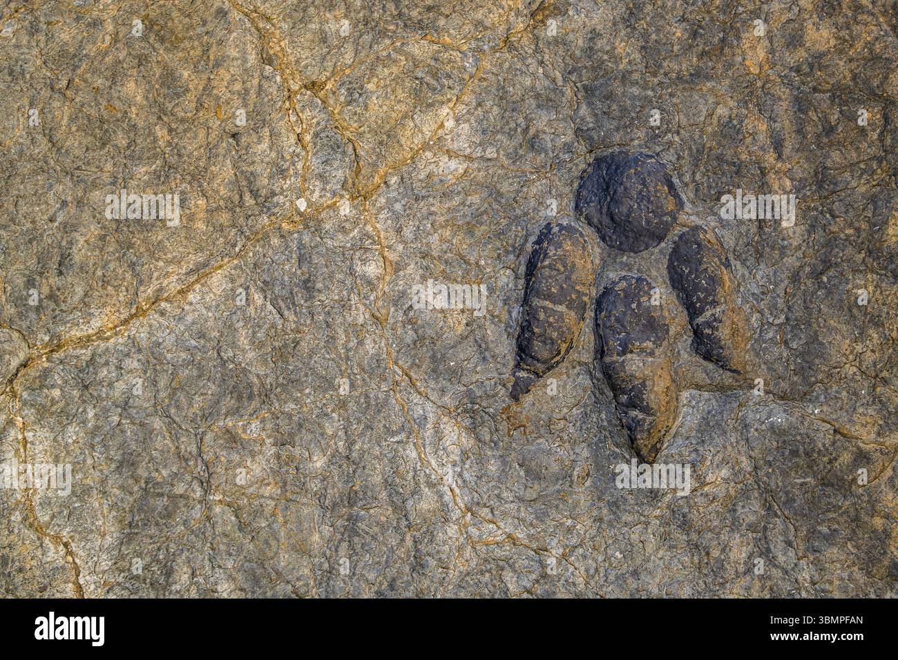 Dinosaurier-Fussabdruck auf einem Felsen, Archäologische Fundstaette Penaportillo, Munilla, La Rioja, Spanien, Europa Stockfoto