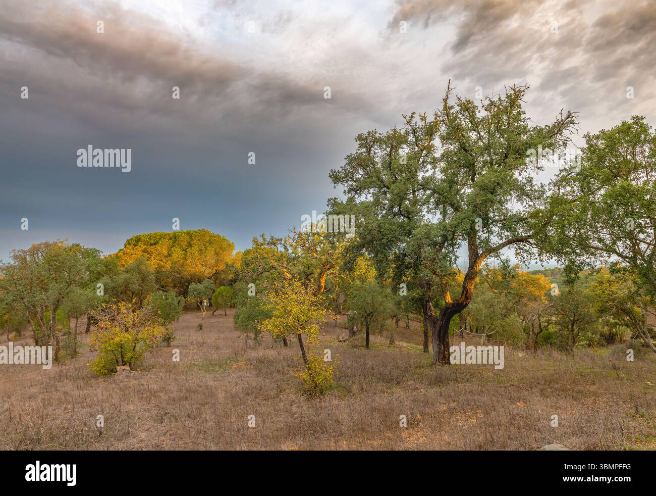 Hügelige Landschaft mit Korkeiche in Alentejo, Portugal Stockfoto